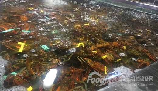 小龙虾成朋友圈爆款 超声波清洗机去泥沙（附图(图1)